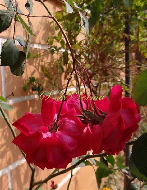  Inflorescence